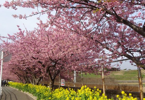 三浦海岸桜まつり 19年2月5日 火 19年3月3日 日 三崎館本店